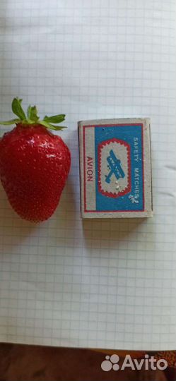 Рассада ремонтантной и обычной клубники