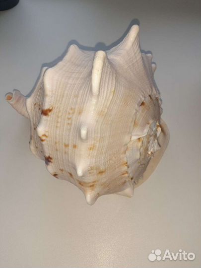 Морская ракушка, раковина