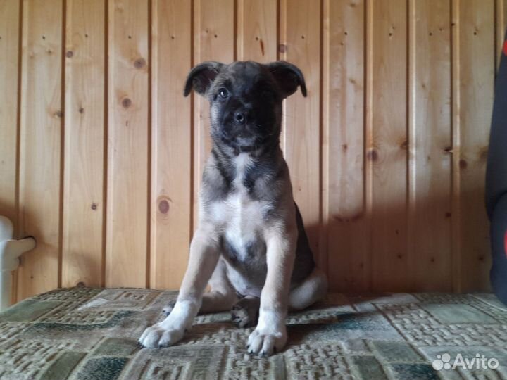 Метисы Американского стаффордширского терьера