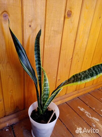 Комнатные растения