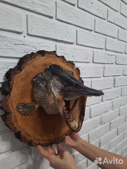 Чучело головы щуки на спиле