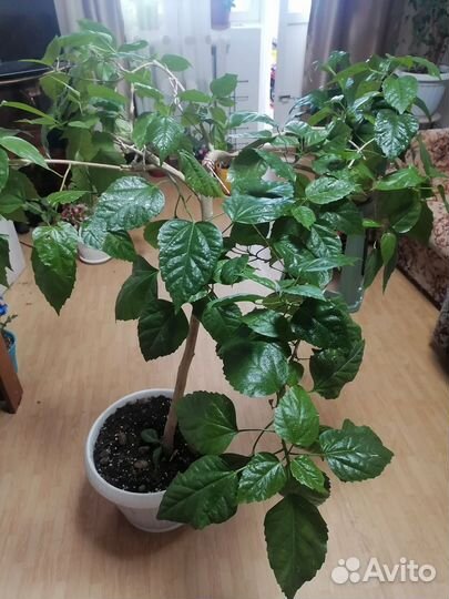 Китайская роза