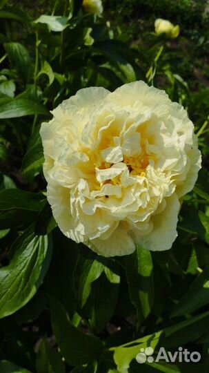 Пионы Коллекционные