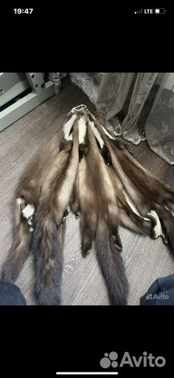 Шкуры куницы