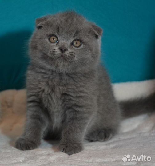 Вислоухие голубые