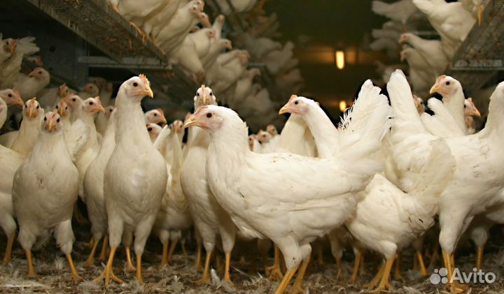 Куры молодки несушки, Яйца на каждый день