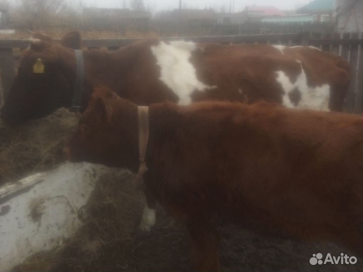 Продажа крс