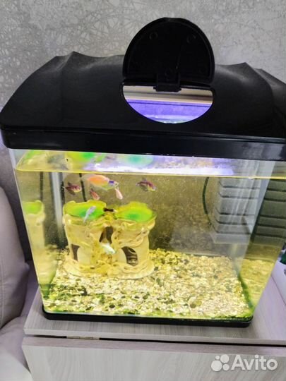 Аквариум