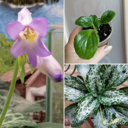 Разные цветы для дома