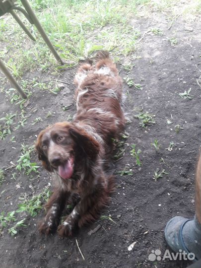 Щенки спаниеля