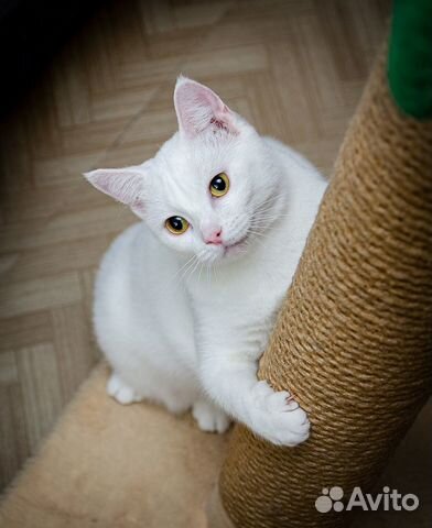 Красавица Сима ищет семью