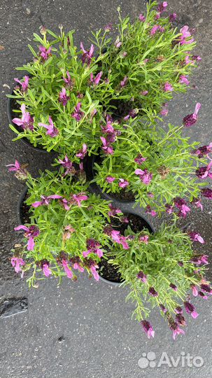 Лаванда Роуз Дип