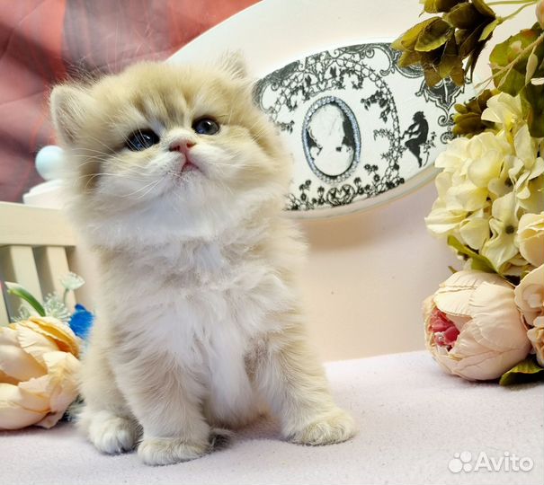 Британские золотые котята, котята с документами