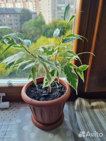 Фикус бенджамина пестролистный