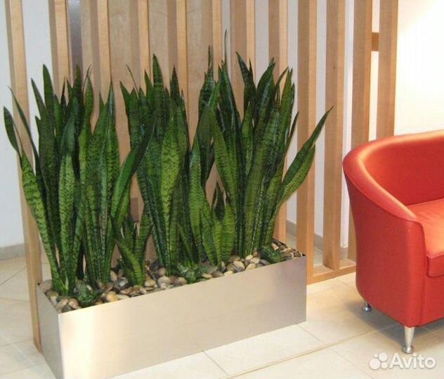 Сансевиерия, взрослые и отростки