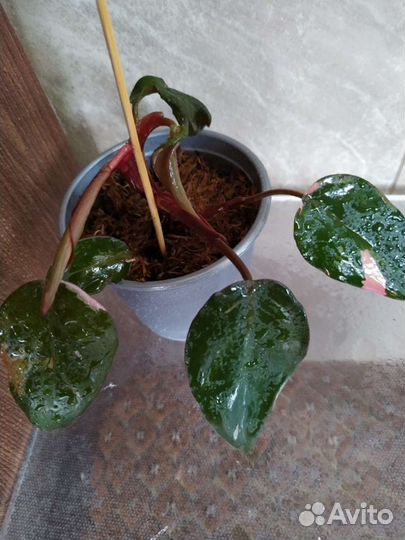 Филодендроны