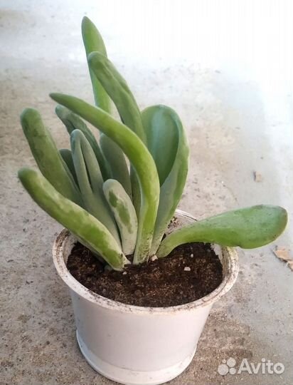 Суккуленты