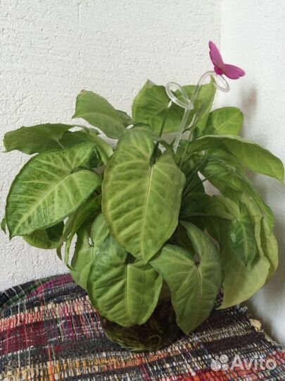 Сингониум, сциндапсус