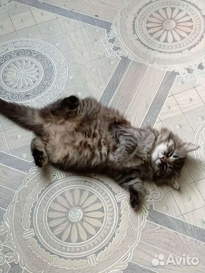Кошка в дар бесплатно