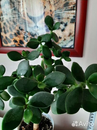 Денежное дерево