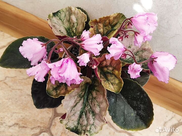 Фиалки: новинки коллекции