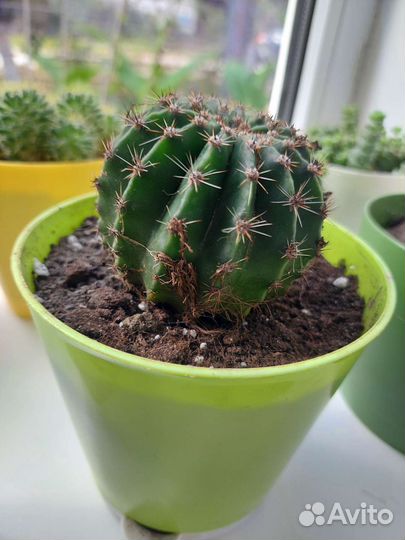 Кактусы цветущие