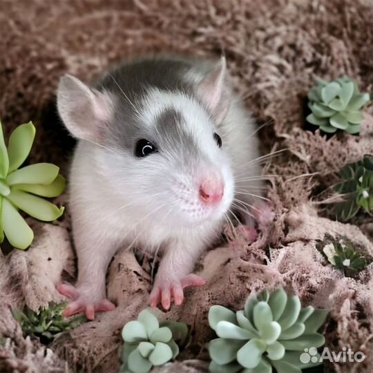 Крысы Дамбо. Крысята. От питомника