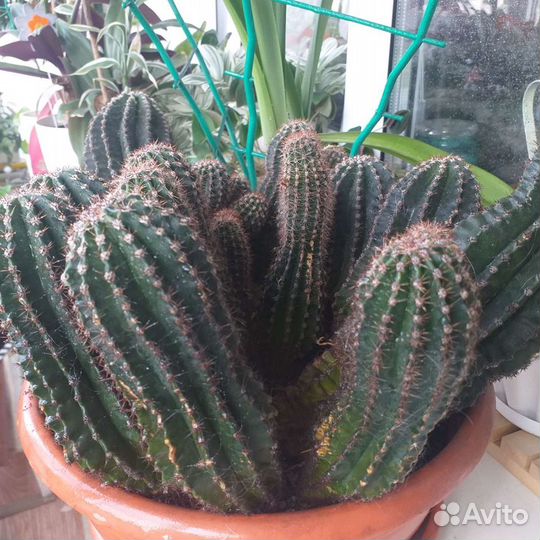 Кактус