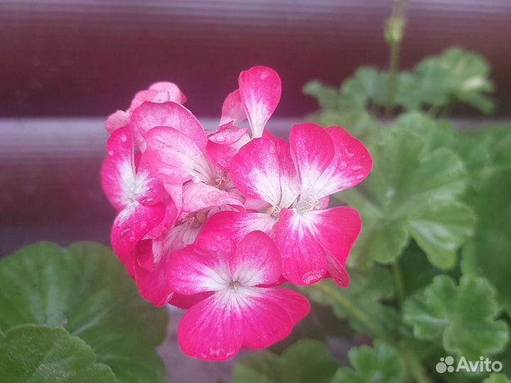 Герань пеларгония