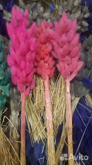 Сухоцветы лагурус. 50-55шт