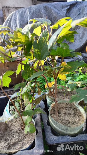 Калина бульденеж саженцы