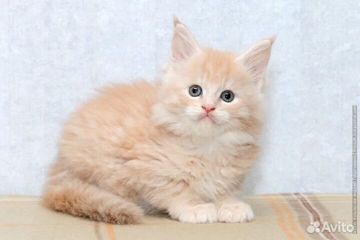 Котята Мейн-кун