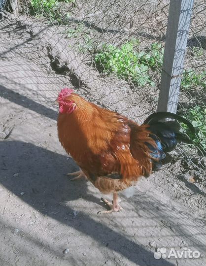 Петух породы Кучинская Юбилейная