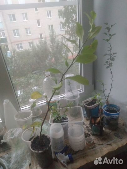 Павловский лимон