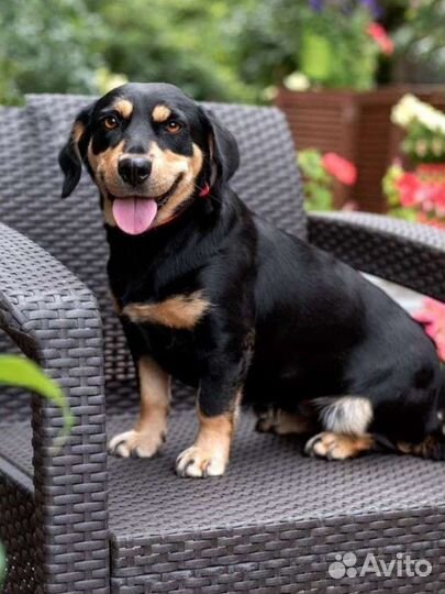 Маленькая собака в добрые руки