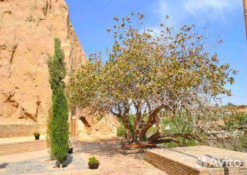 Саженцы Фисташки