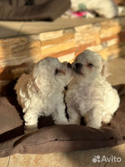 Бишон фризе