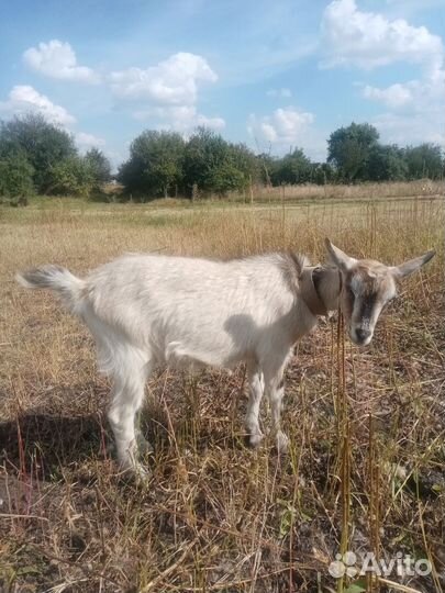 Продам козлят