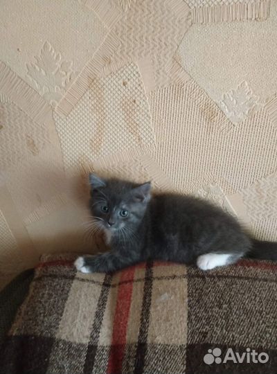 Котик в добрые руки