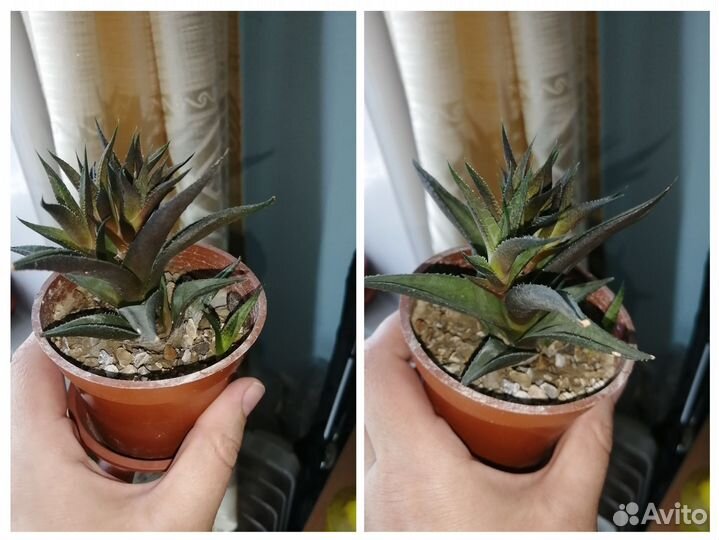 Суккуленты