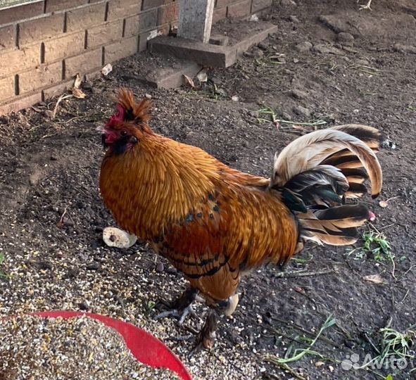 Петух Павловский золотой