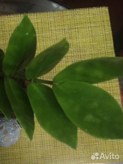 Замиокулькас