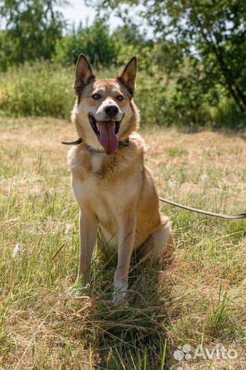 Собака в добрые руки