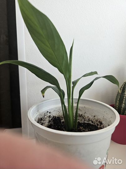 Спатифиллум