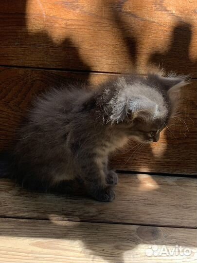 Котята в добрые руки даром