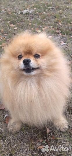 Кобели чихуахуа и шпиц вязка