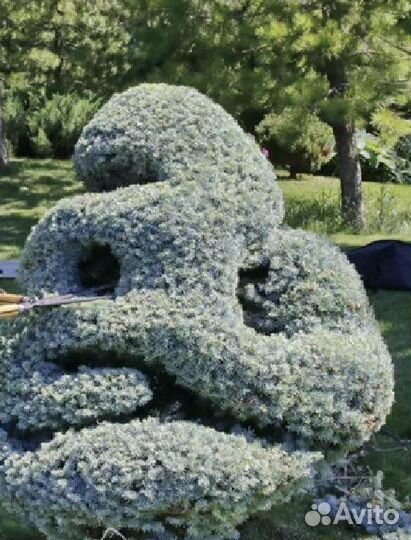 Ель Глаука Глобоза