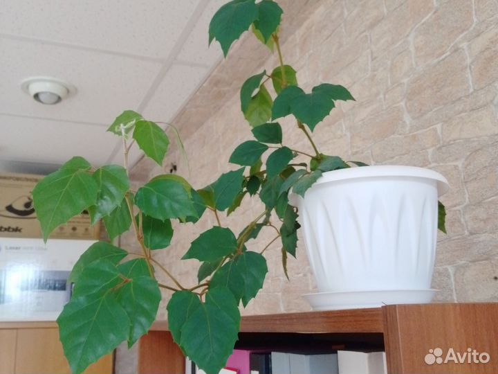 Циссус ромболистный (берёзка)