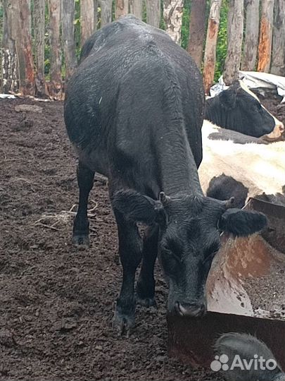 Телки стельные