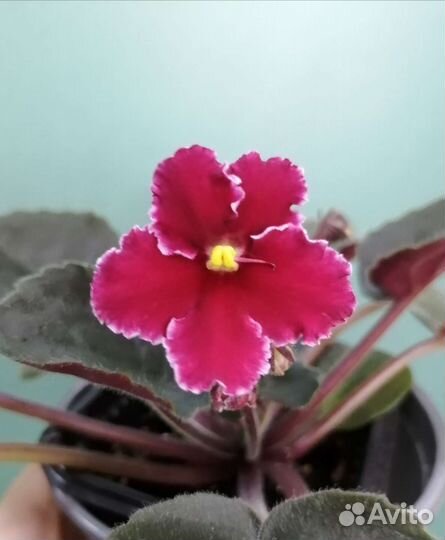 Фиалки стандарты